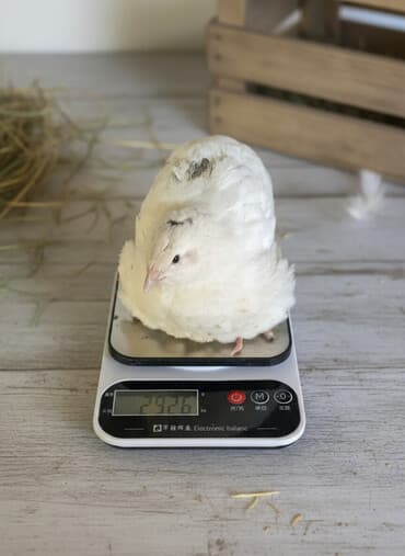 необычные животные: Перепела только начали нестись порода мясо яичная отличный выбор для — 1