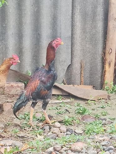 ангуз бука: Продаю | Петух | Бойцовая | Для разведения — 7