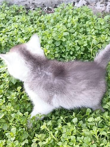 котята сибирской кошки: Скотиш Страйт (Шотландская прямоухая), 1 месяц, Девочка, Серебристая шиншилла, Приучена к лотку, Проглистована — 3