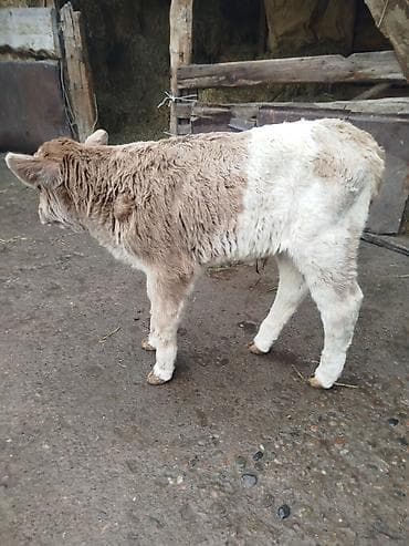 Аквариумы: Продаю | Бык (самец) | Швицкая | Для разведения | Племенные — 1