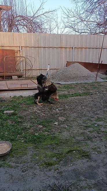 просто ат: Брама куропачатый — 4