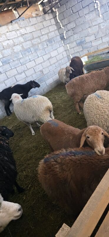 бараньи головы: Продаю | Овца (самка), Ягненок, Баран (самец) | Полукровка, Меринос, Арашан | На забой, Для разведения — 6