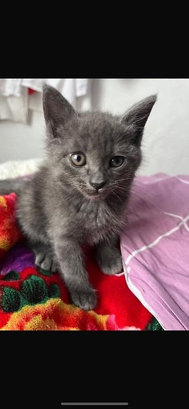 Животные: Котята от домашней кошки Описание: - Милые котята 1 помёта: тигровый — 7