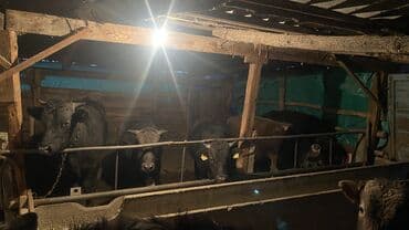 телёнок ангус: Продаю | Бык (самец) | Швицкая | На откорм, На забой, Для разведения — 3