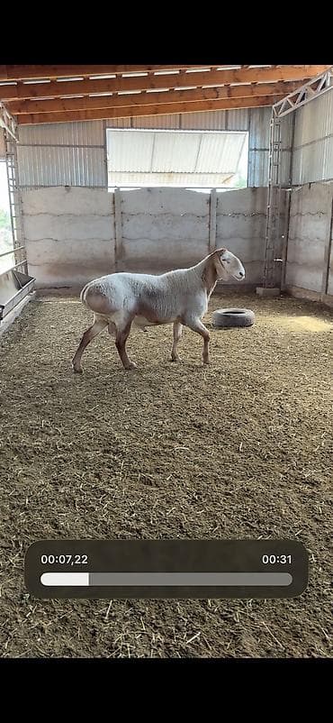 кошки майкун: Продаю | Баран (самец) | Арашан — 3