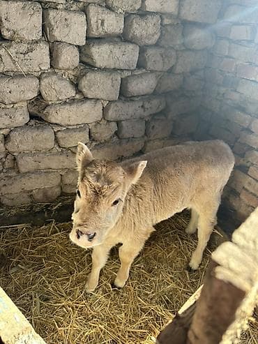 Другие животные: Продаю | Тёлка | На откорм — 3