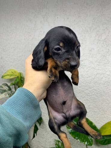 Такса, 2 месяца, Самец, С прививкой — 1