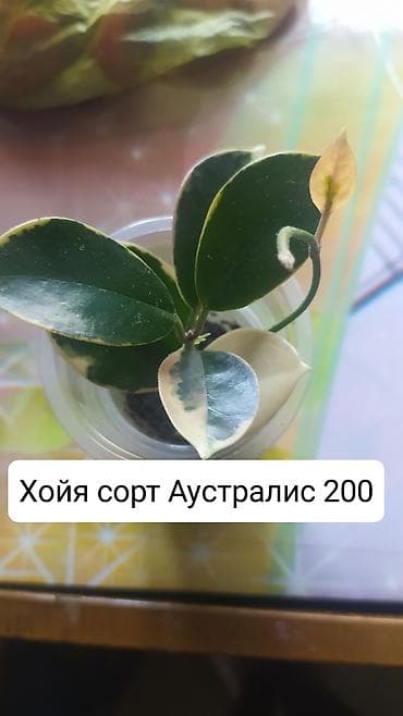 теплицы петуньи: Срочно продаю цветы — 7