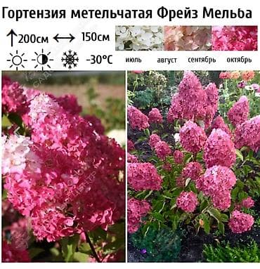 азотная: Саженцы — 4