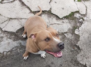 отдам даром собаку в хорошие руки: Вязка: Амстафф, Самец, 4 года, С родословной — 2