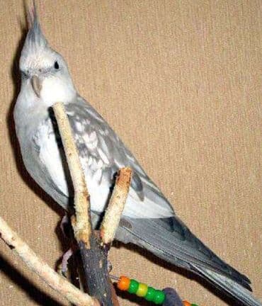 А/ч жаныбарлары үчүн тоюттар: Белощекие кареллы хорошо учатся говорить и приручаются к рукам. Так же — 2