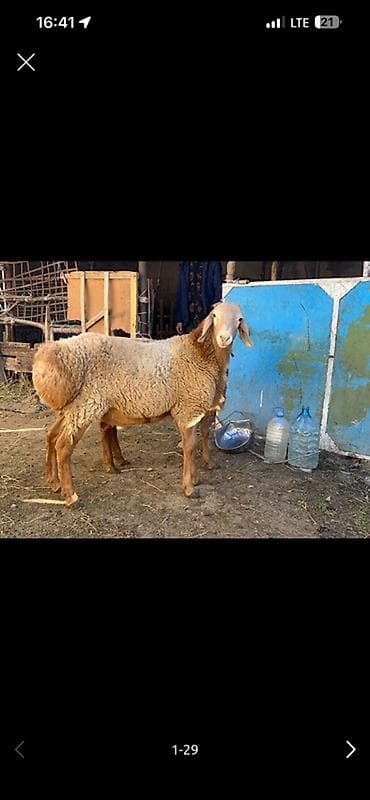 кавказкий овчарка: Продаю | Овца (самка), Ягненок, Баран (самец) | Арашан | Для разведения | Матка, Ярка, Ягнившаяся — 3