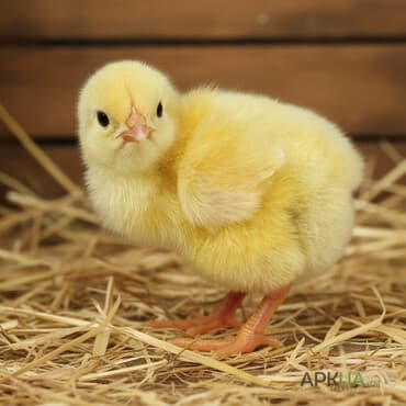 продам инкубатор бу: Продаю | Цыплята | РОСС 308, КОББ 500 | Для разведения — 1