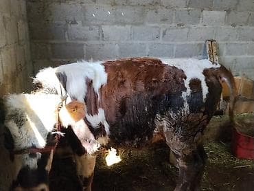 натуральный мёд: Продаю | Корова (самка) | Полукровка | На откорм | Привязанные — 4