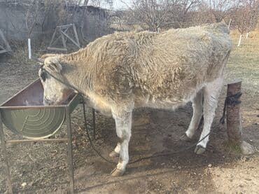 дойных коров: Продаю | Корова (самка) | Для разведения, Для молока, На забой — 2