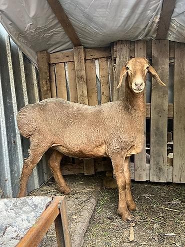 Продаю | Овца (самка) | Для разведения | Племенные — 3