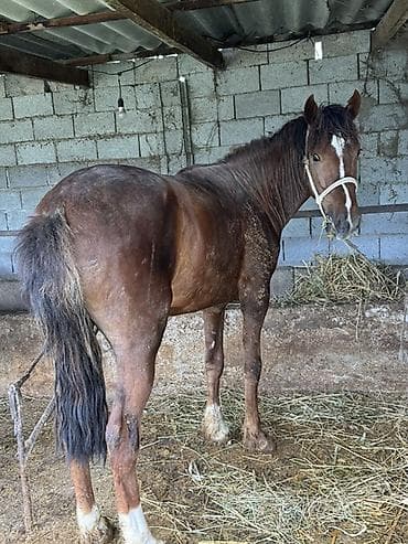 рабочий конь: Продаю | Жеребец | Конный спорт — 2