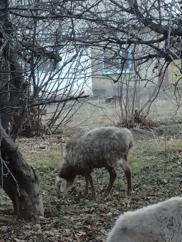 купить домашнюю черепаху: Продаю | Баран (самец) — 4
