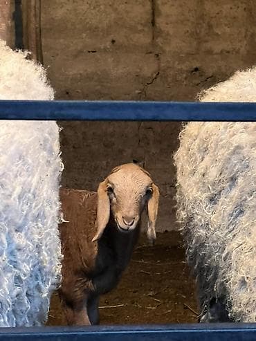 big 6: Продаю | Ягненок | Арашан | Для разведения — 3