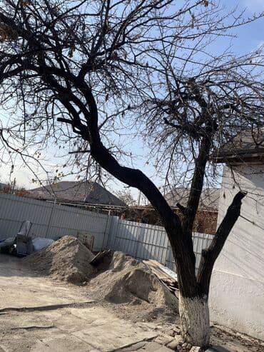 отдам деньги даром: Есть фруктовое дерево, кому надо на дрова можете спилить и забрать — 2