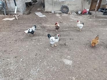 адлерские куры: Продаю | Петух | Для разведения — 6