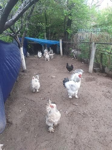 брама куры: Продаю | Куры | Брама | Для разведения — 5