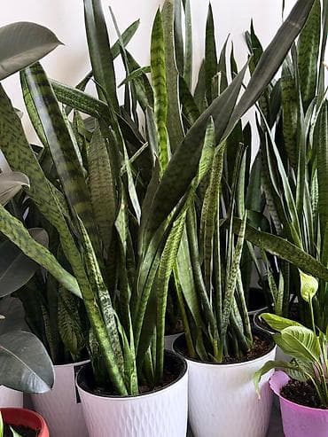 зелен: Сансевиерия (Sansevieria trifasciata, «тещин язык», «щучий хвост») в — 2