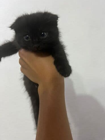 сколько стоят вислоухие кошки: Скотиш Фолд (Шотландская вислоухая), 2 месяца, Мальчик, Черный, Приучена к лотку — 5