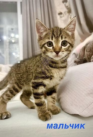 Кошки: Малыши ищут любящую семью. Котятам 1,5 месяца, кушают сами — 4