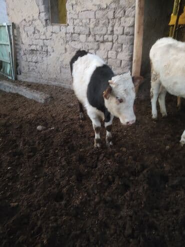 породистые кошки в добрые руки: Продаю | Бык (самец) | Искусственник — 1