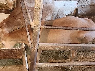 баран матка: Продаю | Баран (самец) | Для разведения | Племенные — 2