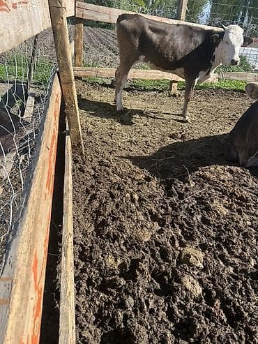 поставщики кормов для животных бишкек: Продаю | Бык (самец) | На откорм — 5