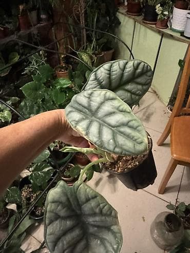 цветы алоказия: Ароидные комнатные растения (коллекционные сорта) - Сингониум — 6