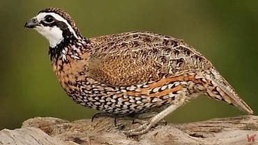 зерновой кофе бишкек: Продаю Виргинская Перепела парами Цена за Пара — 1