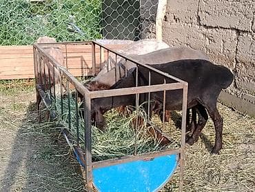 кошка пародистый: Продаю | Баран (самец) | Гиссарская, Арашан | Ярка — 2