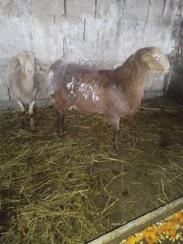 отдам в добрые руки собаку: Продаю | Овца (самка) | Для разведения — 2