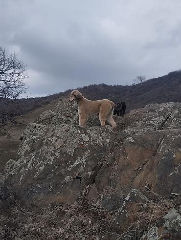 Үй жаныбарлары: Порода: тайган Сары Кыз 1жаш учар 2жаш Предлагаются собаки с рабочими — 4