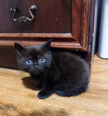 табби: Скотиш Страйт (Шотландская прямоухая), 2 месяца, Девочка, Биколор, Приучена к лотку — 3