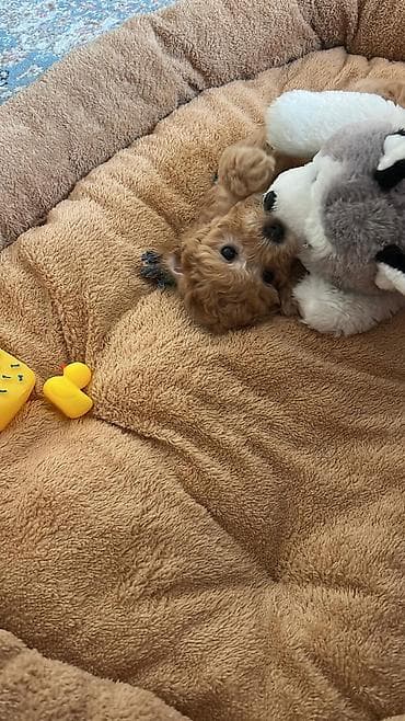 подуш: Продается щенок той-пудель (1 месячный) Паспорт есть. Родословной — 6