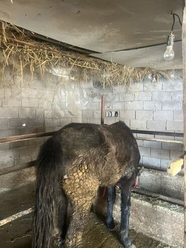 сатылат уй: Сатам | Бээ (ургаачы) | Союуга | Жасалма жол менен боозутуу — 4