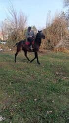 Шкафы для трансформатора: Продаю | Жеребец | Английская | Конный спорт — 15