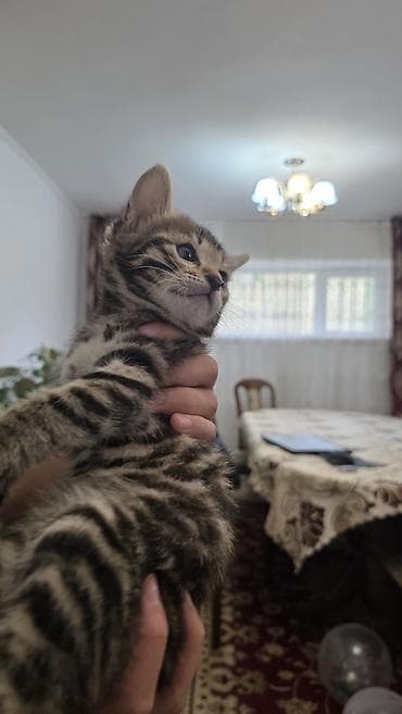 котятя: Продаются невероятно красивые, активные и ласковые котята! Малышам — 4