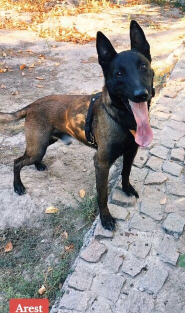 сколько стоит йоркширский терьер: Вязка: Бельгийская овчарка, Самец, 3 года, С прививкой, С родословной — 6