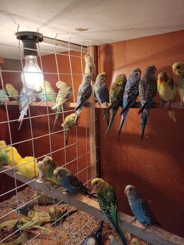 сколько стоит 1 кг домашних пельменей: Волнистые попугаи особо отличаются болтливостью довольно легко — 5