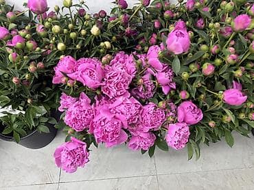 торф цена бишкек: Пионы большом количестве звоните — 8