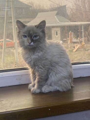 сколько стоит жеребенок купить: Котёнок с необычной окраской поинт (дымчато-серый с тёмной маской) — 6