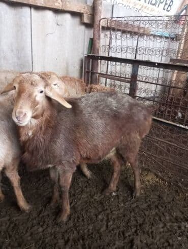 индюк жумурткасы: Сатам | Ургаачы кой (ургаачы) | Көбөйтүү үчүн — 1