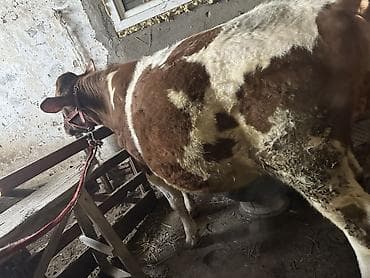 обстрел собак: Продаю | Бык (самец) | Привязанные — 2