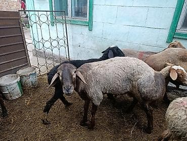 машинка для животных: Продаю | Баран (самец) | На забой — 1