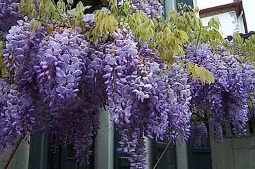 глициния: Глициния (Wisteria) с крупными свисающими кистями лилово‑фиолетовых — 1